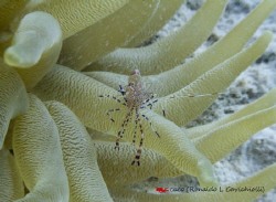 Camarão palhaço--Site aquarius/ Bonaire by Ronaldo Cavichiolli 